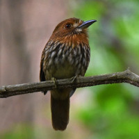 White-whiskered Puffbird